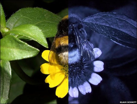 LAS ABEJAS VEN DISTINTO A NOSOTROS?