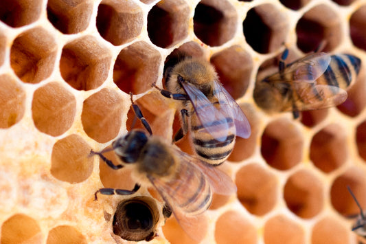 ¡No salvemos las abejas🐝🌱!