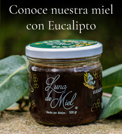 Miel con Eucalipto