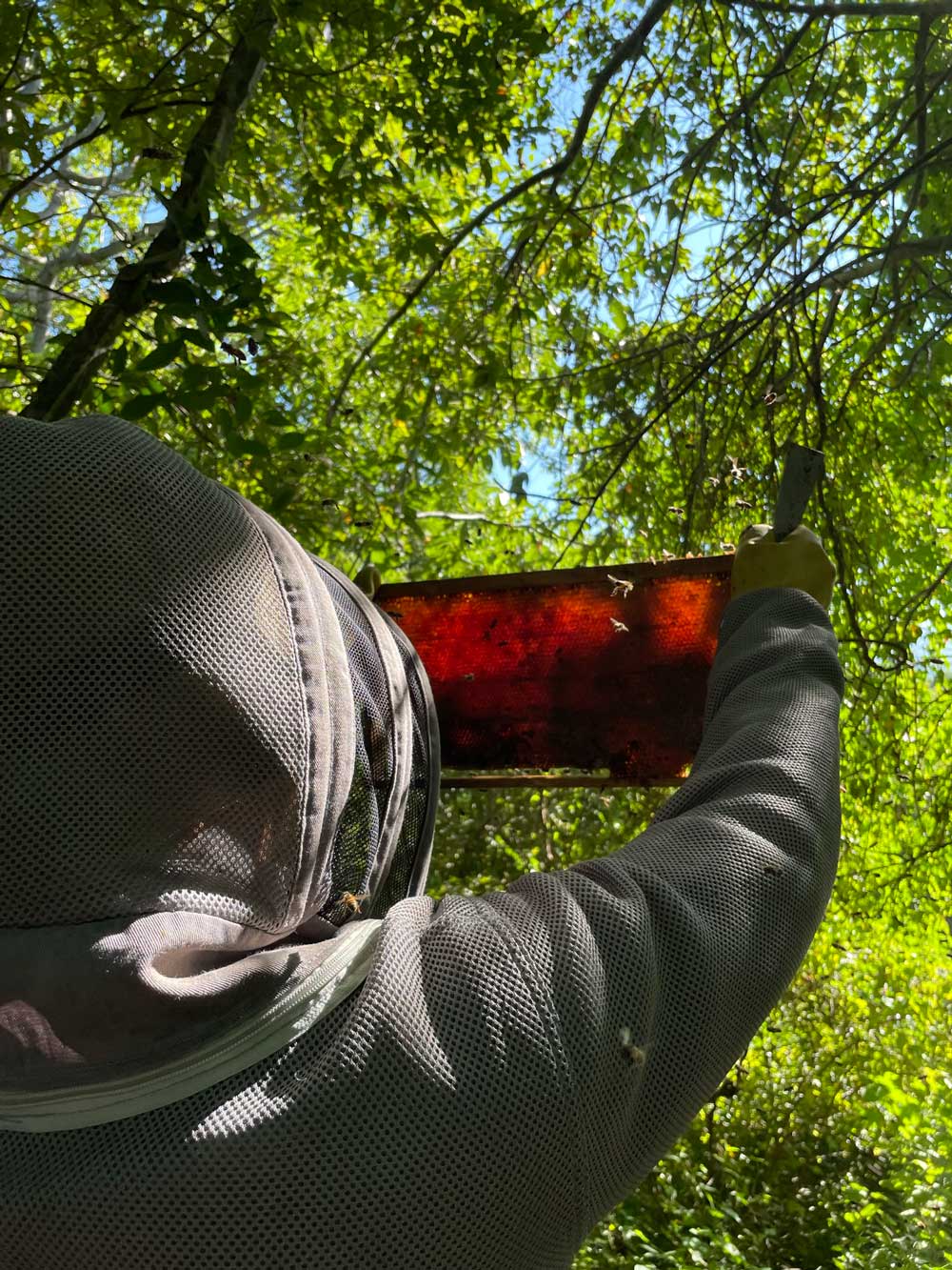 Panal de abeja, avicultor