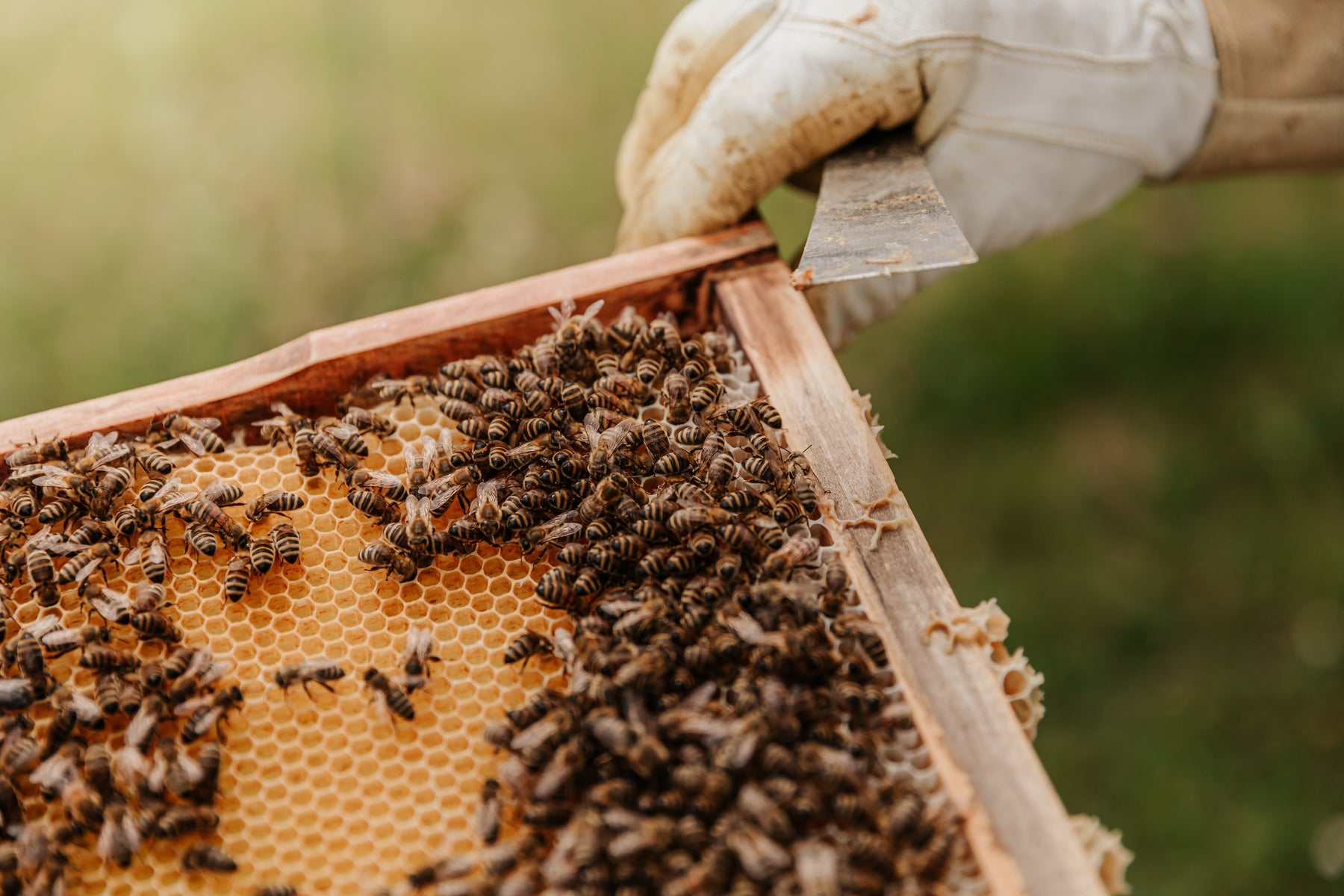 ¿Por qué casi no hay miel pura en el mundo?