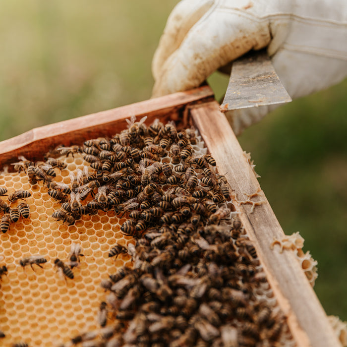 ¿Por qué casi no hay miel pura en el mundo?