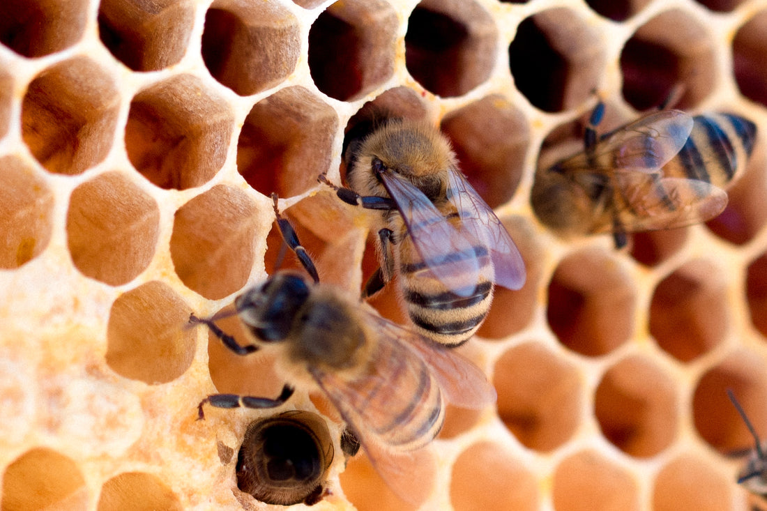 ¡No salvemos las abejas🐝🌱!