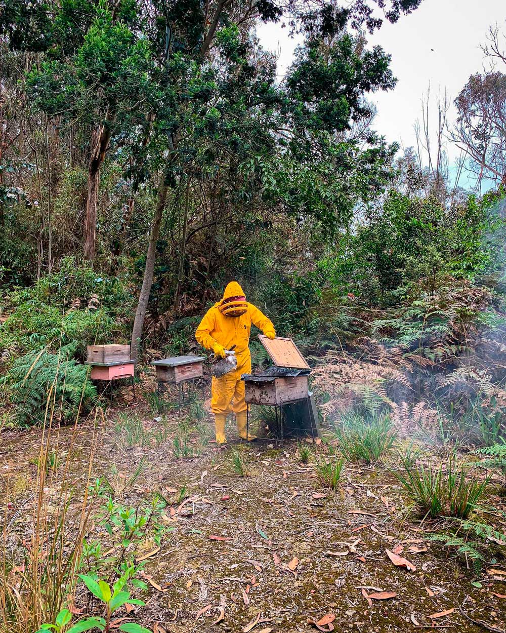 Criando abejas