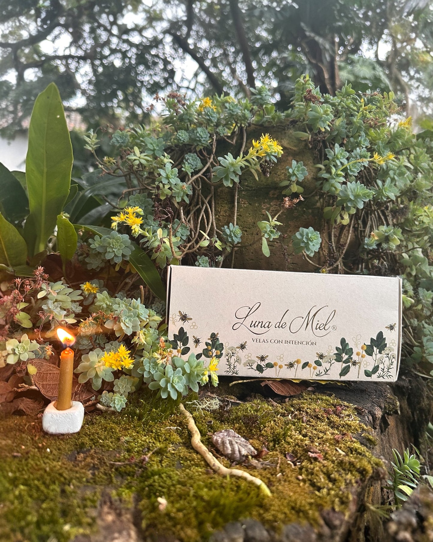 Velas con Intención de Cera de Abejas — Caja Regalo