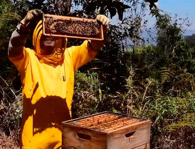Panal de cria de abejas