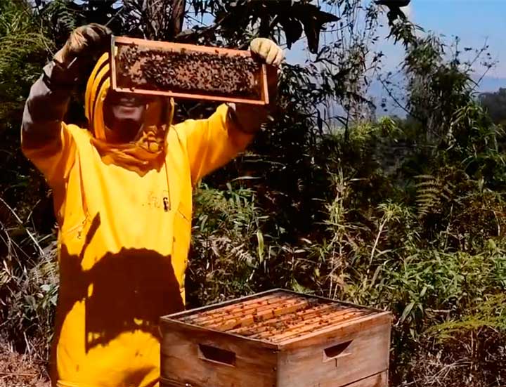 Panal de cria de abejas