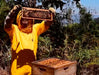 Panal de cria de abejas