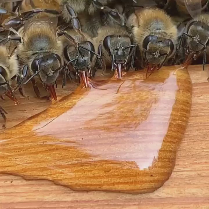 abejas
