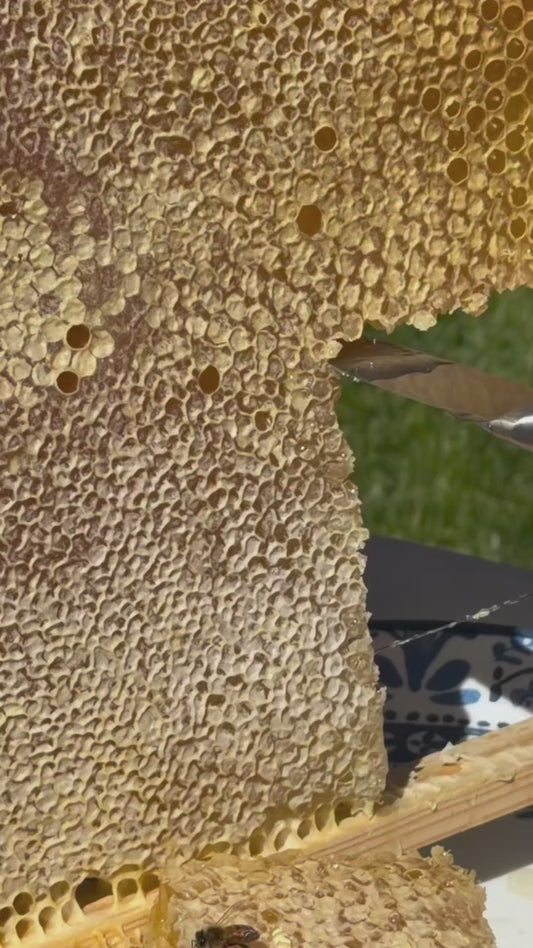 Miel con Panal de abejas