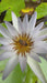 Abeja en flor